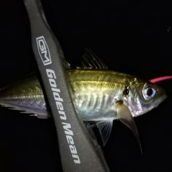 河口のライトゲーム