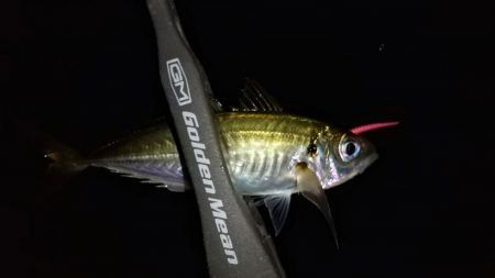 河口のライトゲーム