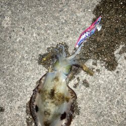 ナイトエギング、泳がせ釣り