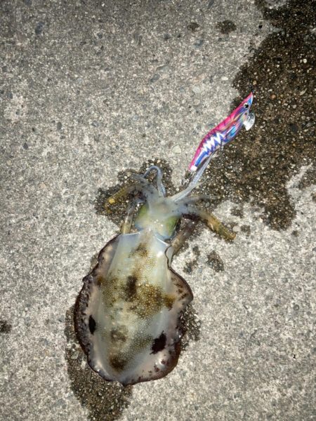 ナイトエギング、泳がせ釣り