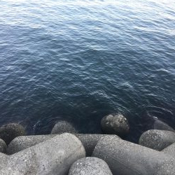 粘ってメジロ、サゴシ