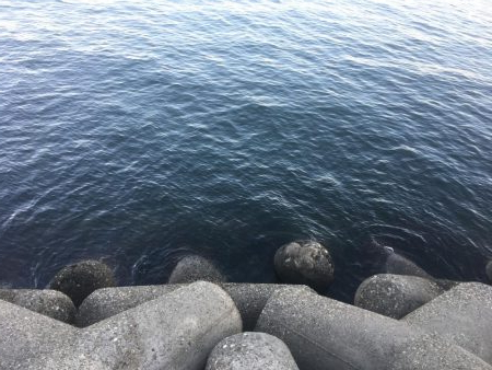 粘ってメジロ、サゴシ