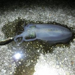 息子のエギングデビューはタコのオマケ付き