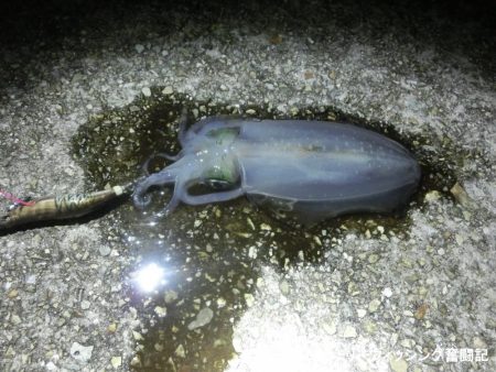 息子のエギングデビューはタコのオマケ付き