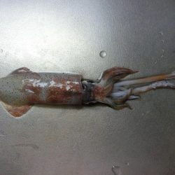 この時期にケンサキイカ