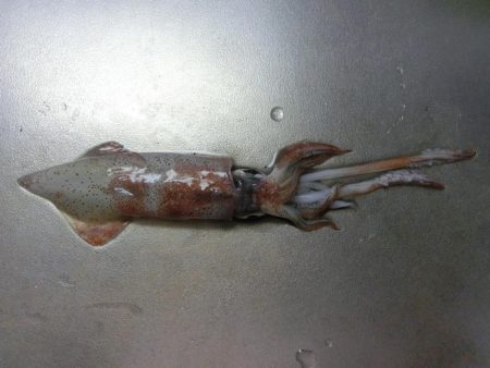 この時期にケンサキイカ