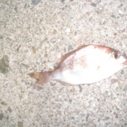 久しぶりの釣り