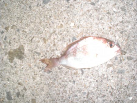 久しぶりの釣り