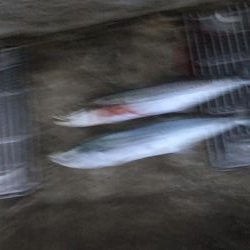 今期初サゴシ！