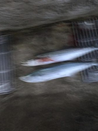 今期初サゴシ！