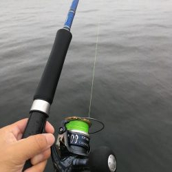 雨の中執念のサゴシ