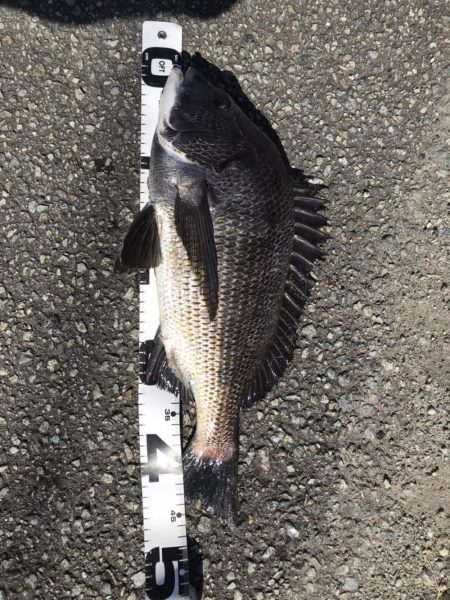 イチノ兄弟、釣果！