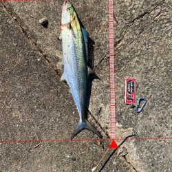 メジロおかわり！