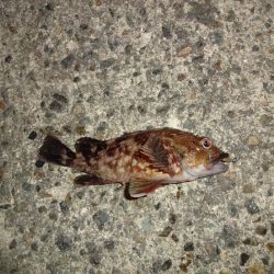 ATCで太刀魚狙いましたが不発に終わりました。