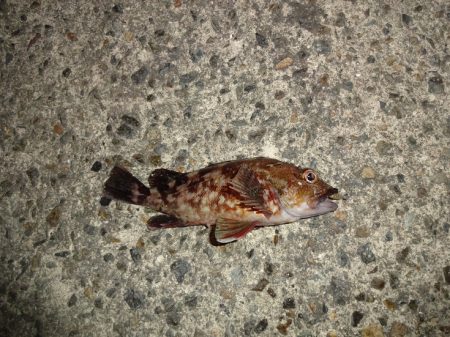 ATCで太刀魚狙いましたが不発に終わりました。