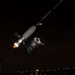 南港の太刀魚は何処へ～？