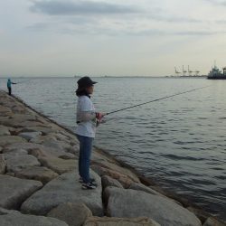 南芦屋浜 今期初サヨリ