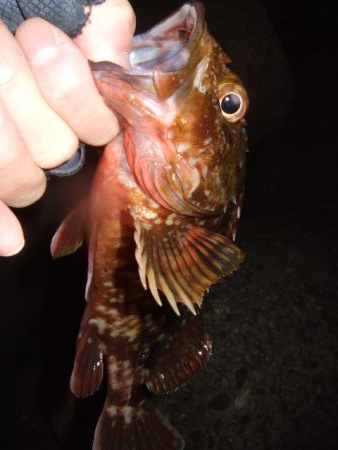 狙ってない時に限って