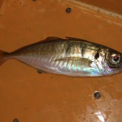 肌寒いけど水はまだ温い