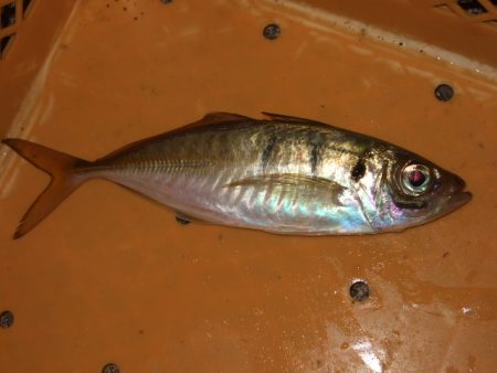 肌寒いけど水はまだ温い