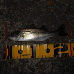 またチビばかり…。