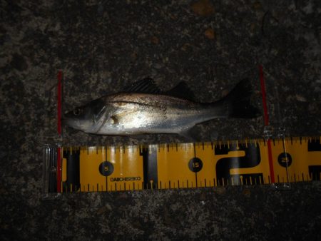 またチビばかり…。