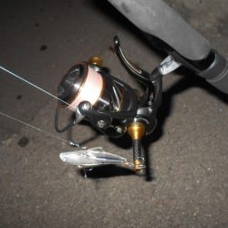 ちょこっとシーバス。