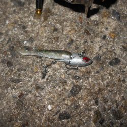 ちょこっとシーバス。