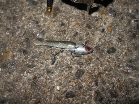 ちょこっとシーバス。