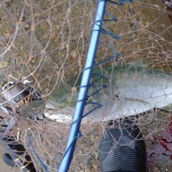 雨の中青物狙い!!