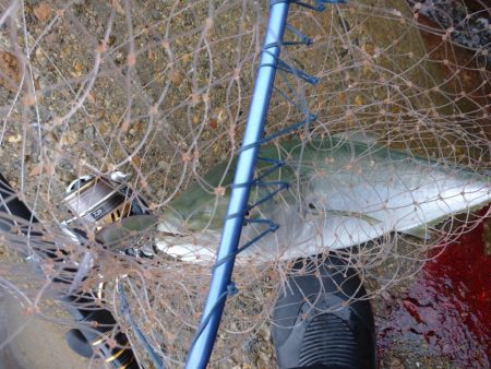 雨の中青物狙い!!