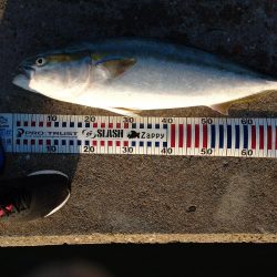 トップゲーム!!