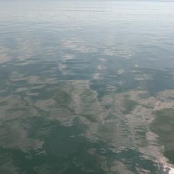 なかなか釣れないサッパ