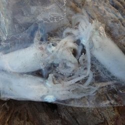 ヒラマサ狙いが。。