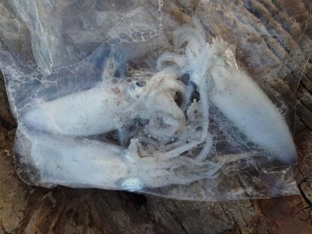 ヒラマサ狙いが。。