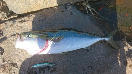 今ｼｰｽﾞﾝ初青物