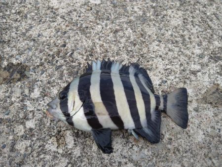 豆アジは釣れるけど