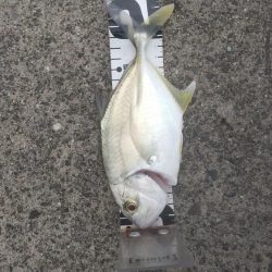 ワカシとメッキが釣れました。