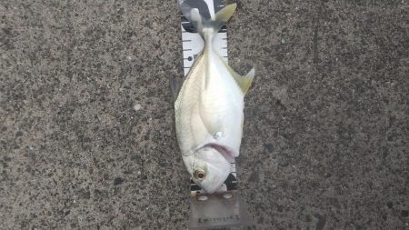 ワカシとメッキが釣れました。