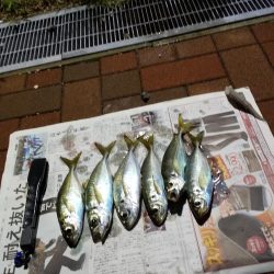 岬町内を徘徊してアジGET