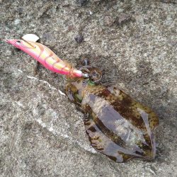 カンパチの子供とイカの子供