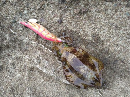 カンパチの子供とイカの子供