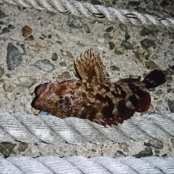 ガッシーとお戯れ