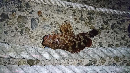 ガッシーとお戯れ