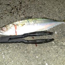 アジング、ショアジギ調査