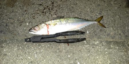 アジング、ショアジギ調査