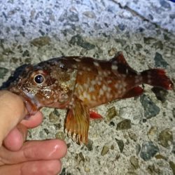 メバルにはまだ早いかな