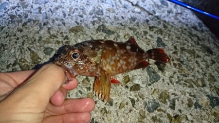 メバルにはまだ早いかな