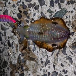 数は釣れたけど…