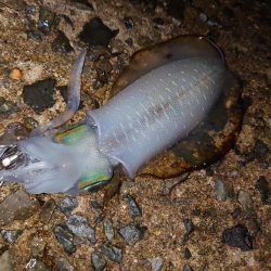 雨が降るまでに